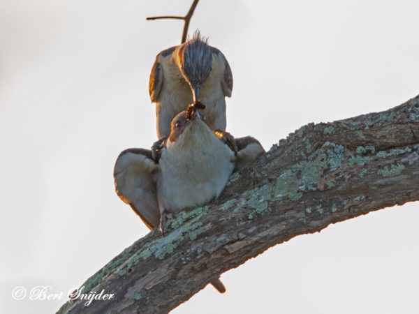 Kuifkoekoek Vogelreis Portugal