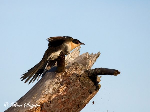 Kuifkoekoek Vogelvakantie Portugal