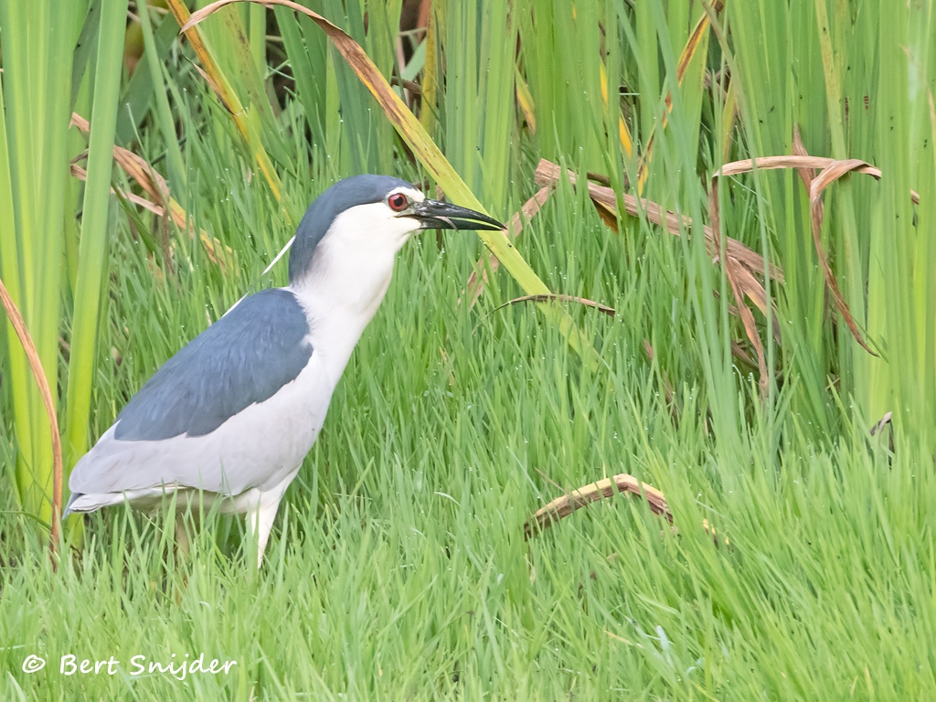 Kwak Vogels kijken in Portugal