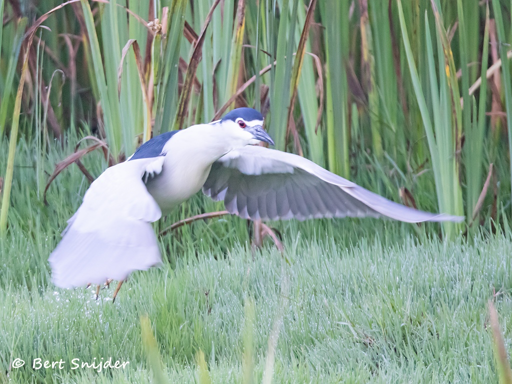 Kwak Vogels kijken in Portugal