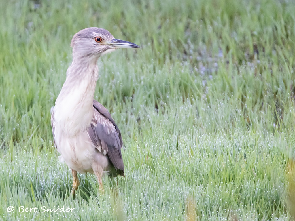 Kwak Vogels kijken in Portugal