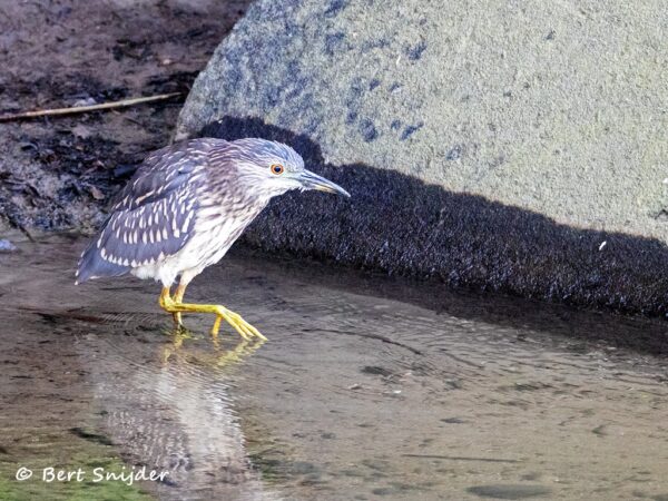 Kwak Vogels kijken in Portugal