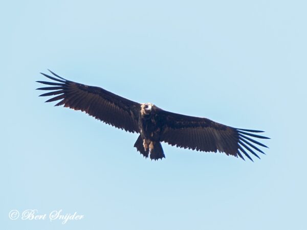 Monniksgier Vogelreis Portugal