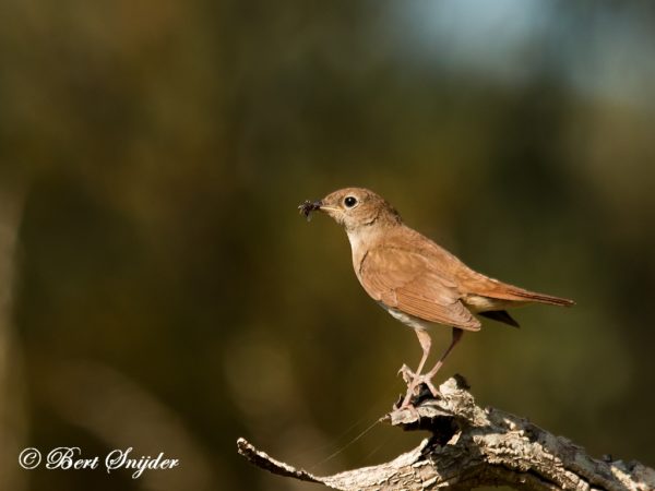 Nachtegaal Vogelreis Portugal