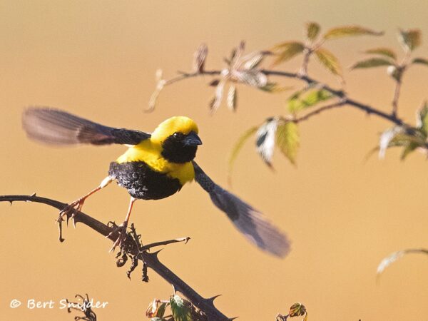 Napoleonwever Vogelreis Portugal