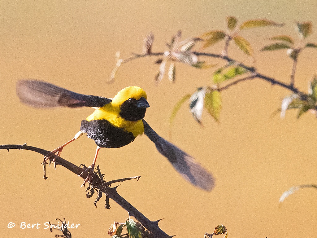 Napoleonwever Vogelreis Portugal