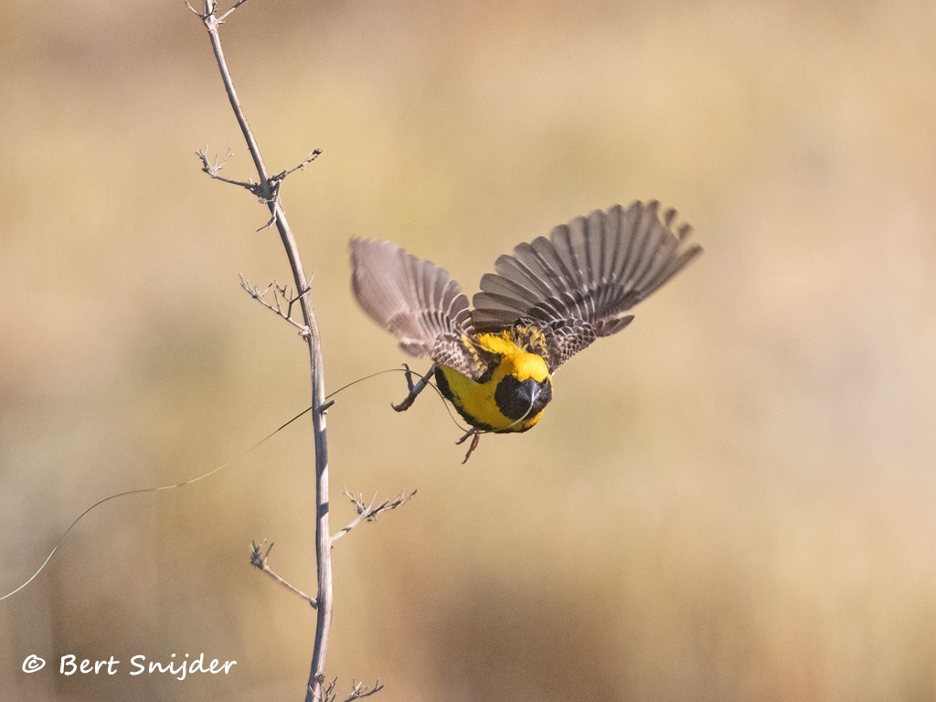Napoleonwever Vogelreis Portugal