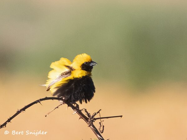 Napoleonwever Vogelreis Portugal