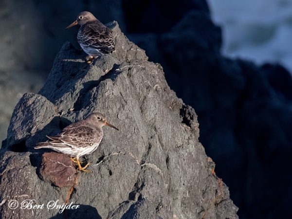 Paarse Strandloper Vogelvakantie Portugal