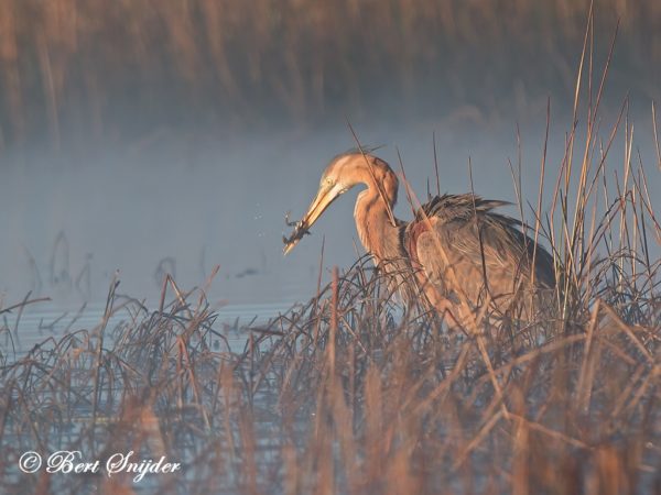 Purperreiger Vogelkijkhut BSP3 Portugal