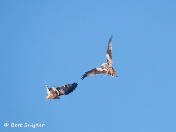 Rode Wouw Vogelreis Portugal