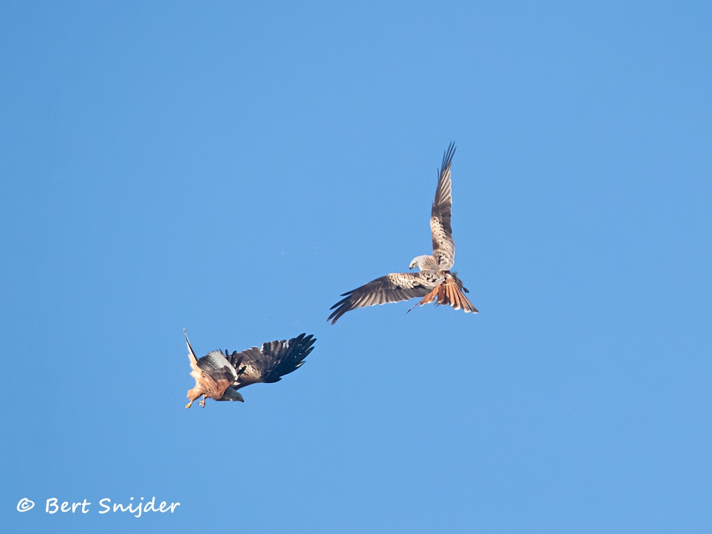 Rode Wouw Vogelreis Portugal