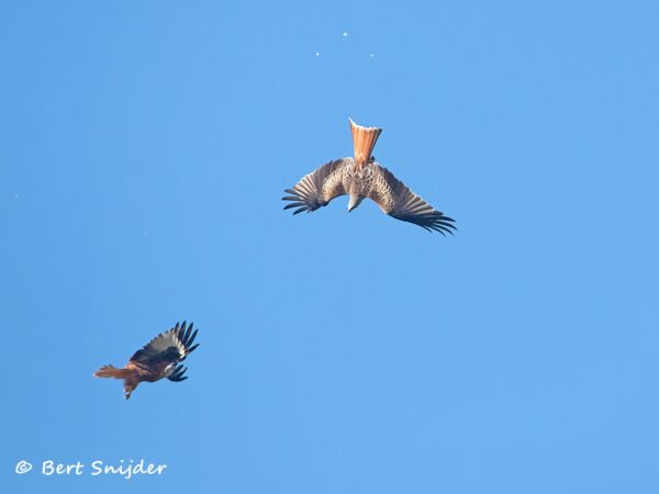 Rode Wouw Vogelreis Portugal