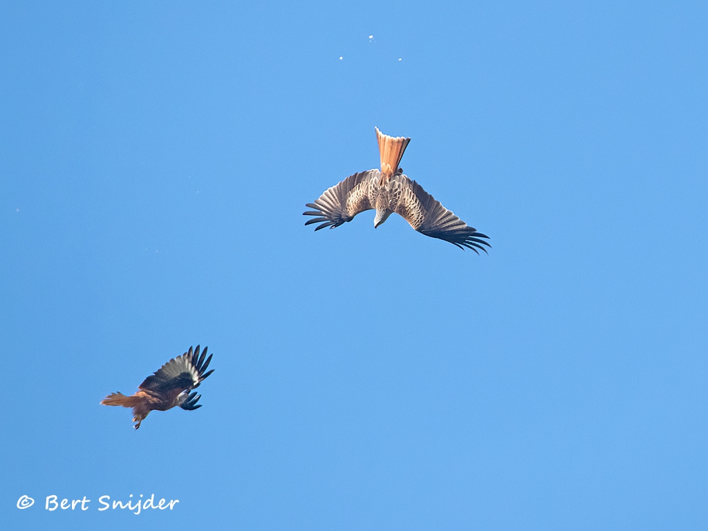 Rode Wouw Vogelreis Portugal
