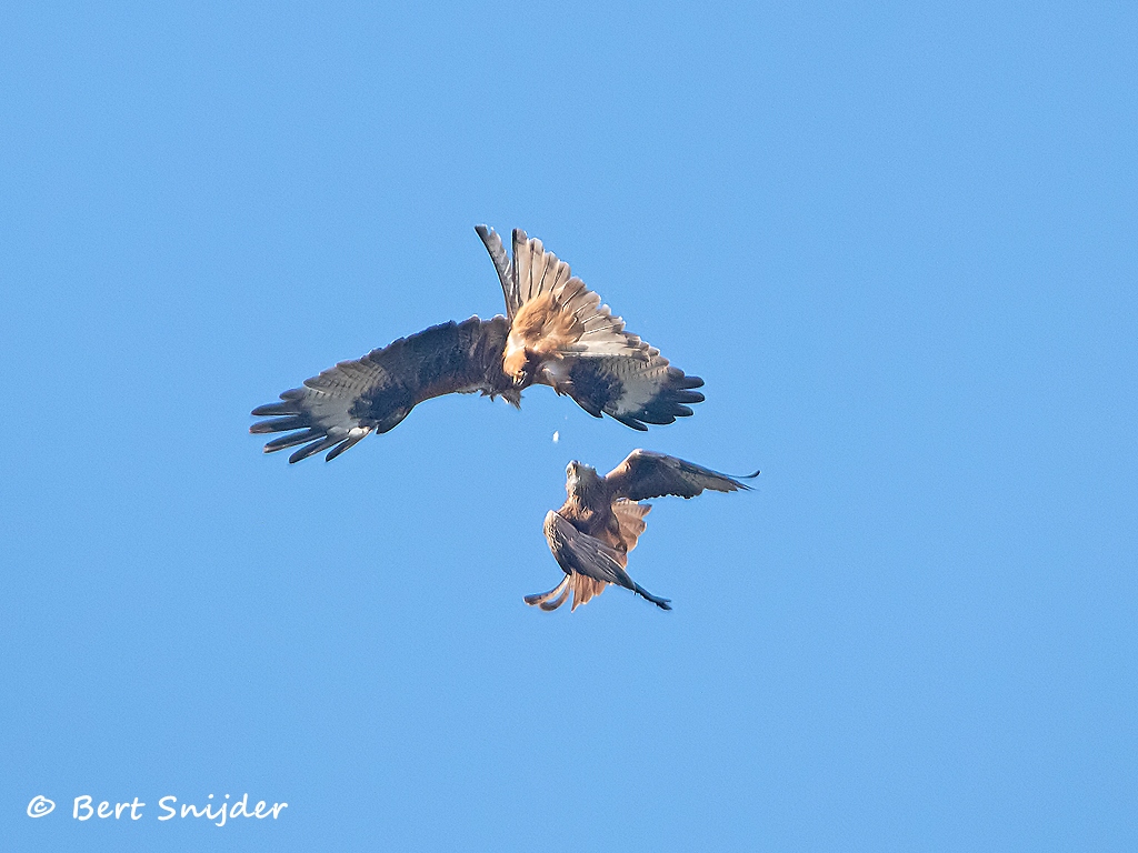 Rode Wouw Vogelreis Portugal
