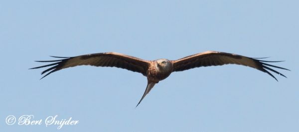 Vogelfotografiereis Portugal