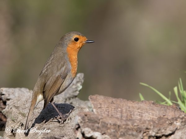 Roodborst nieuwsbrief vogels in portugal