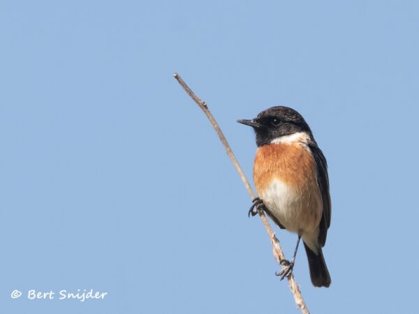 Roodborsttapuit Vogelvakantie Portugal