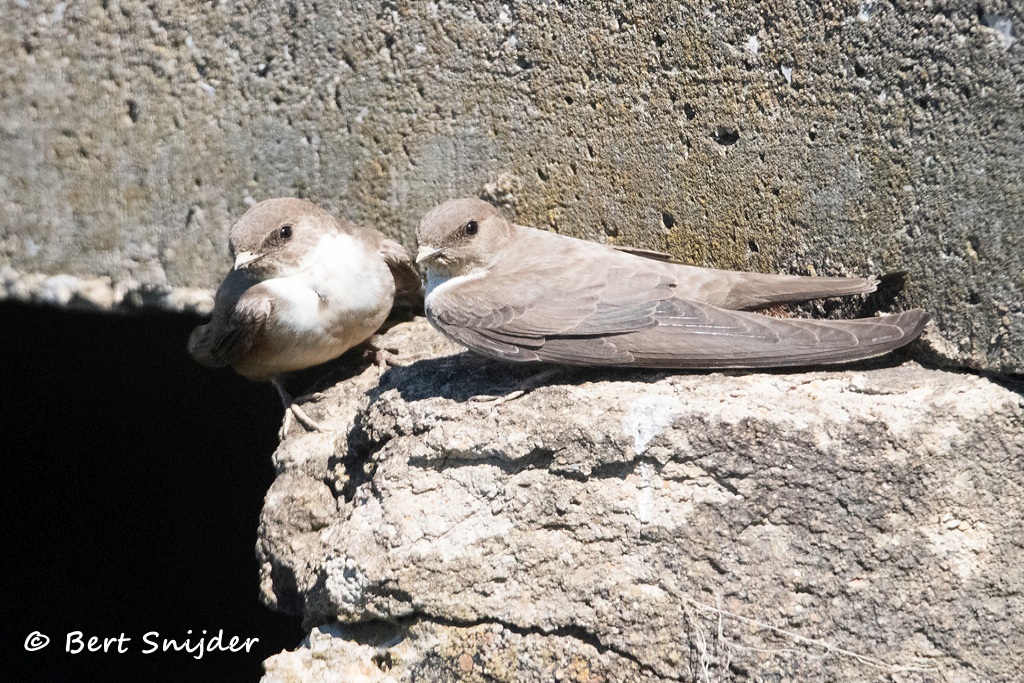 Rotszwaluw Vogelvakantie Portugal