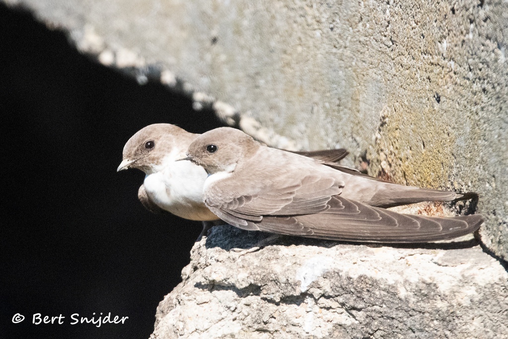 Rotszwaluw Vogelreis Portugal