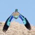 Scharrelaar Vogels kijken in Portugal