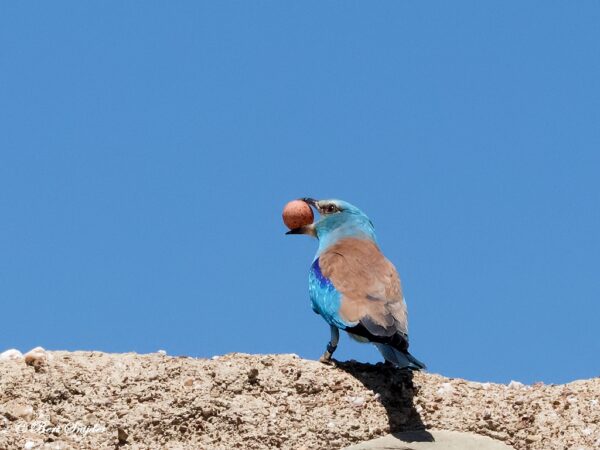Scharrelaar Vogels kijken in Portugal