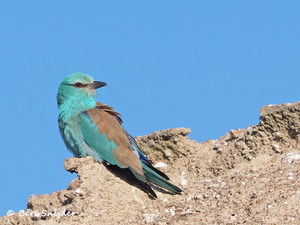 Scharrelaar Vogelfotografiereis Portugal