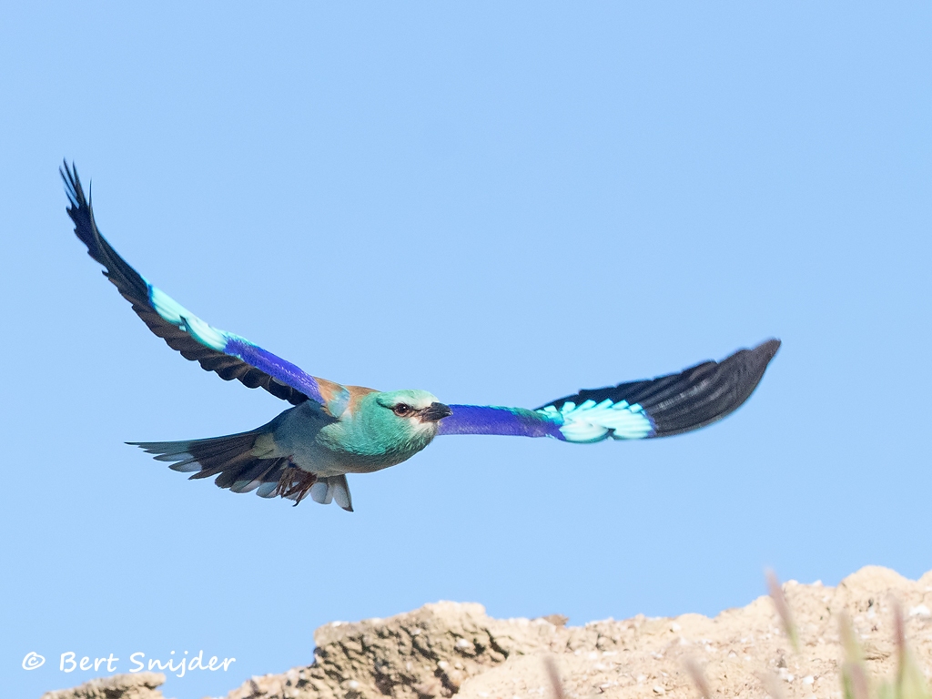 Scharrelaar Vogelfotografiereis Portugal