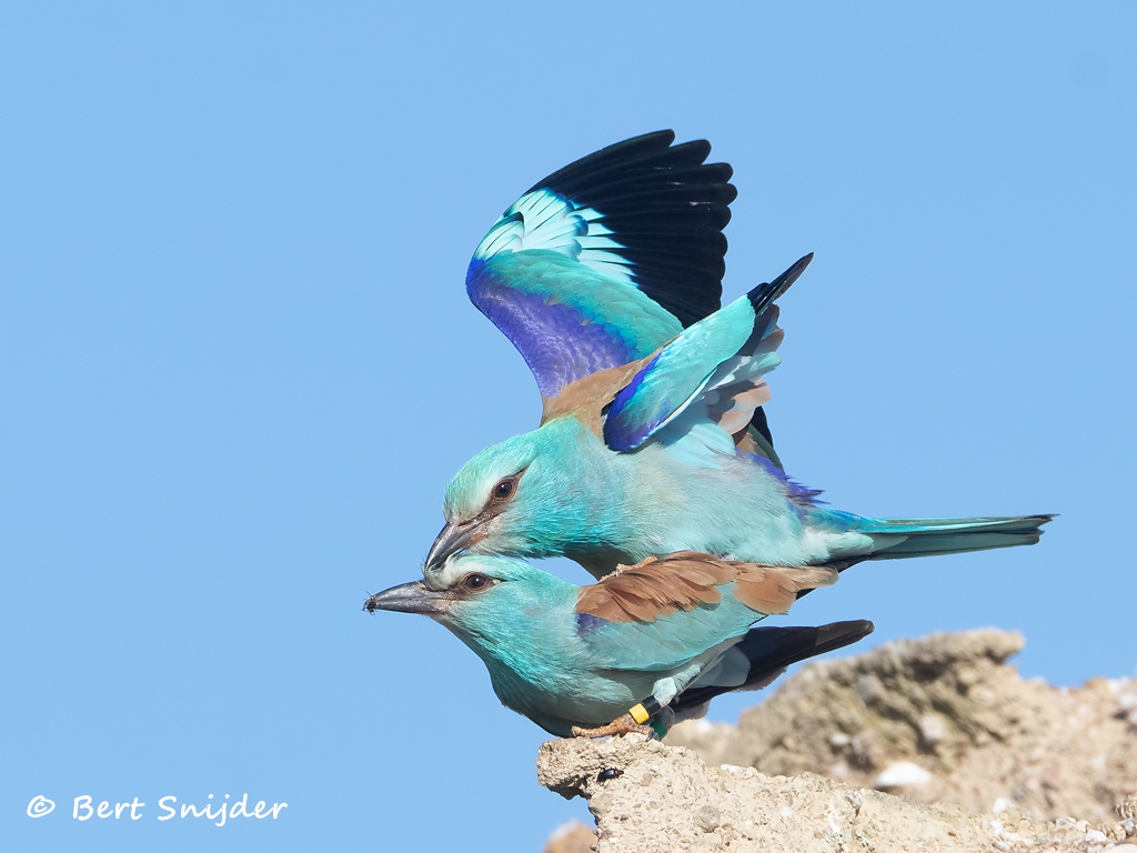 Scharrelaar Vogelfotografiereis Portugal