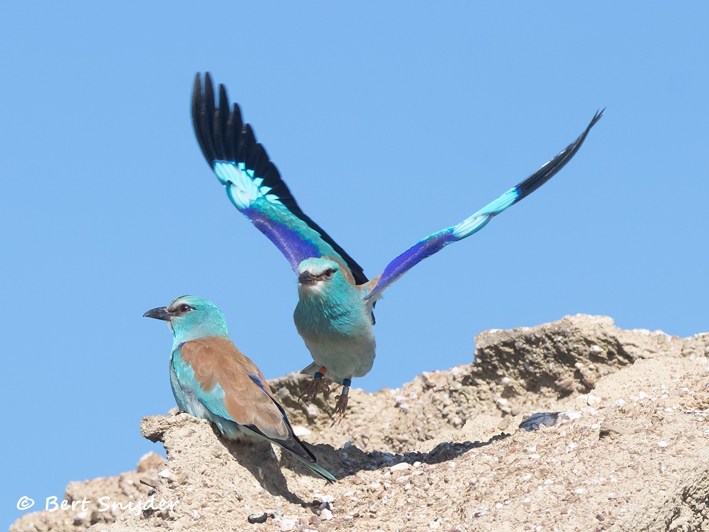 Scharrelaar Vogels kijken in Portugal