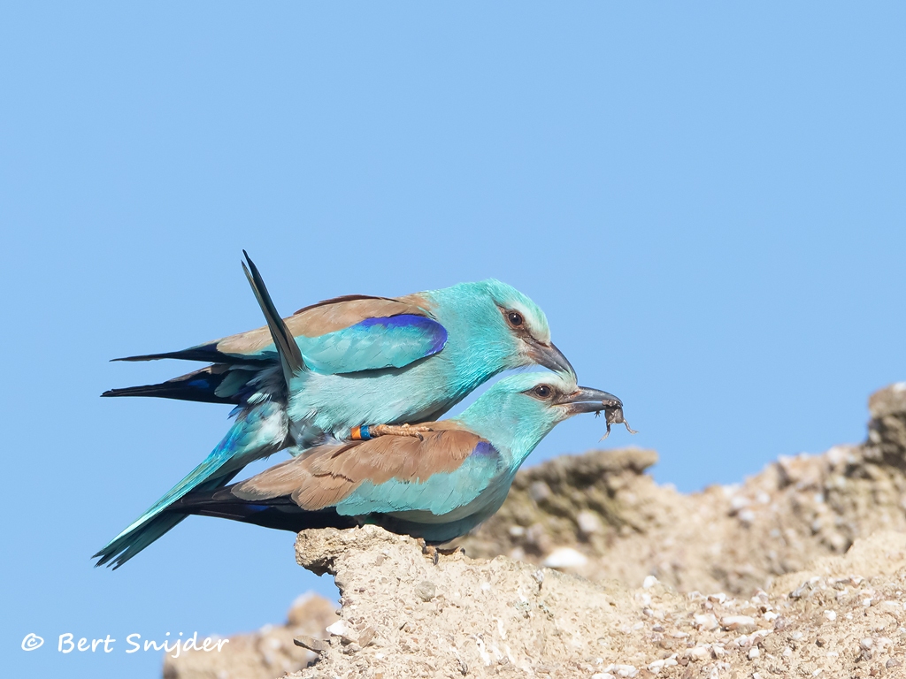 Scharrelaar Vogels kijken in Portugal