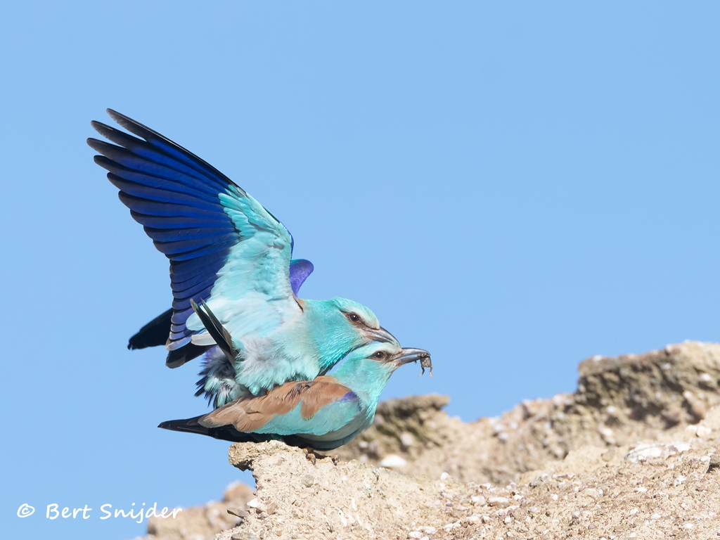 Scharrelaar Vogels kijken in Portugal