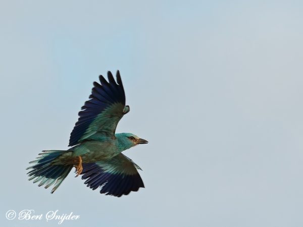 Scharrelaar Vogelreis Portugal