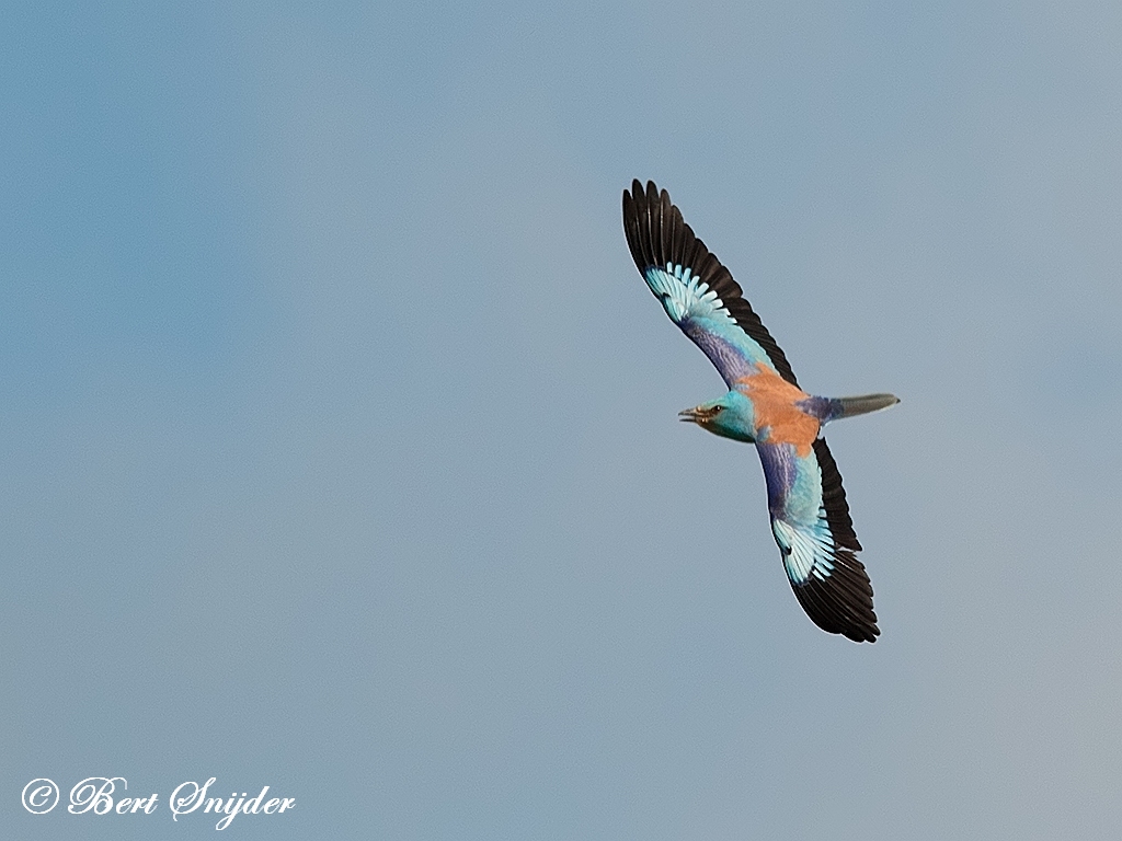 Scharrelaar Vogelfotografiereis Portugal