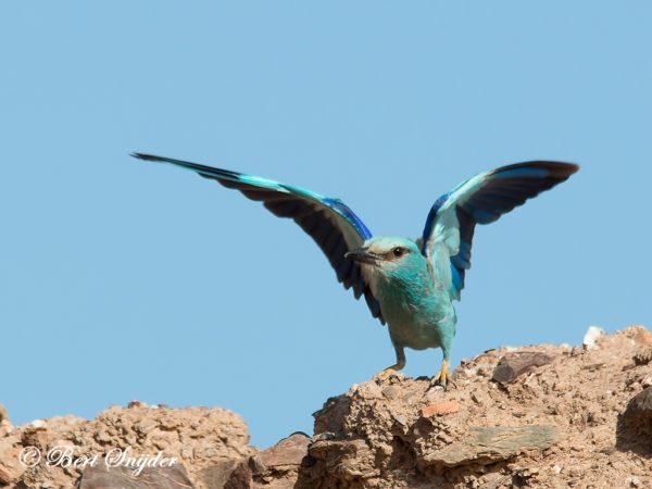Scharrelaar Vogelfotografiereis Portugal