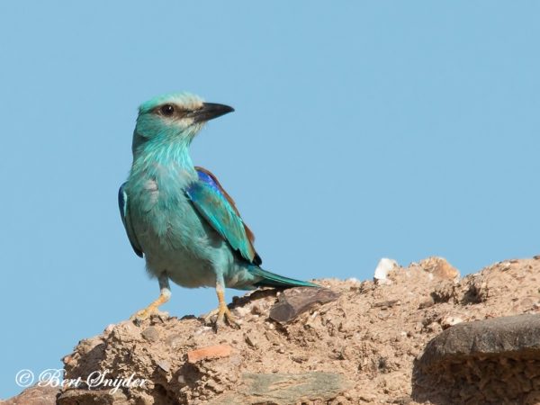 Scharrelaar Vogelfotografie reis Portugal