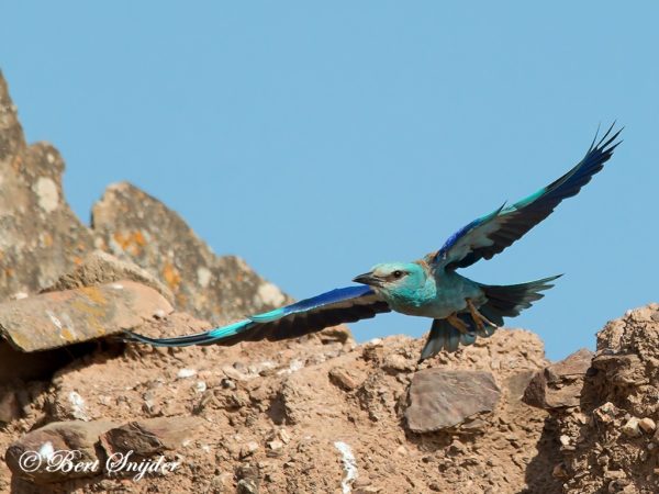 Scharrelaar vogelfotografie reis Portugal