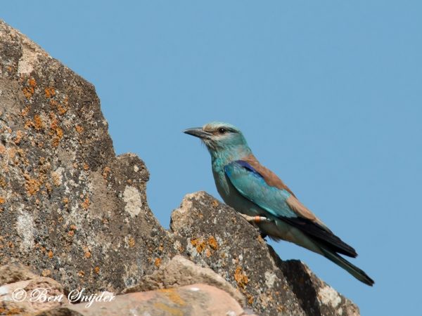 Scharrelaar Vogelvakantie Portugal