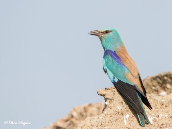 Vogels kijken in Portugal Scharrelaar