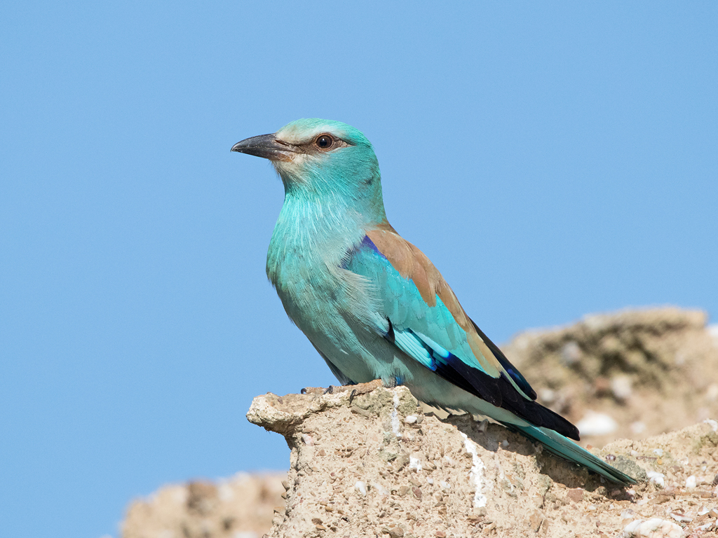 Scharrelaar Nieuwsbrief 31 van Vogels in Portugal