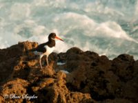 Scholekster Vogelvakantie Portugal