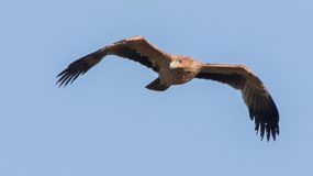 Spaanse Keizerarend Vogelvakantie Portugal