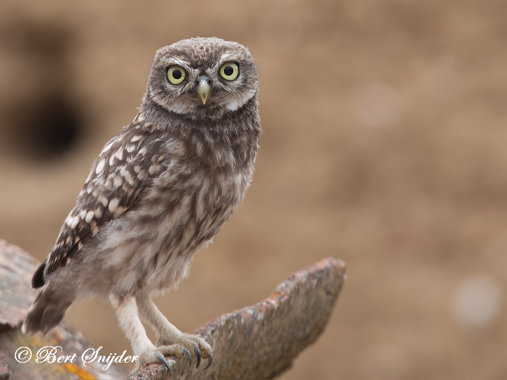 Steenuil Vogelreis Portugal