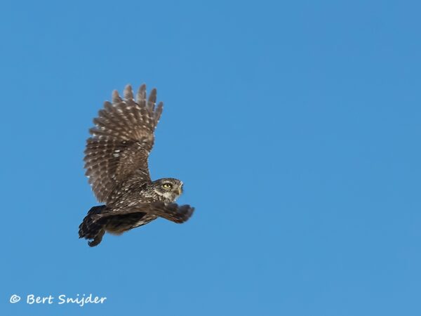 Steenuil Vogelreis Portugal