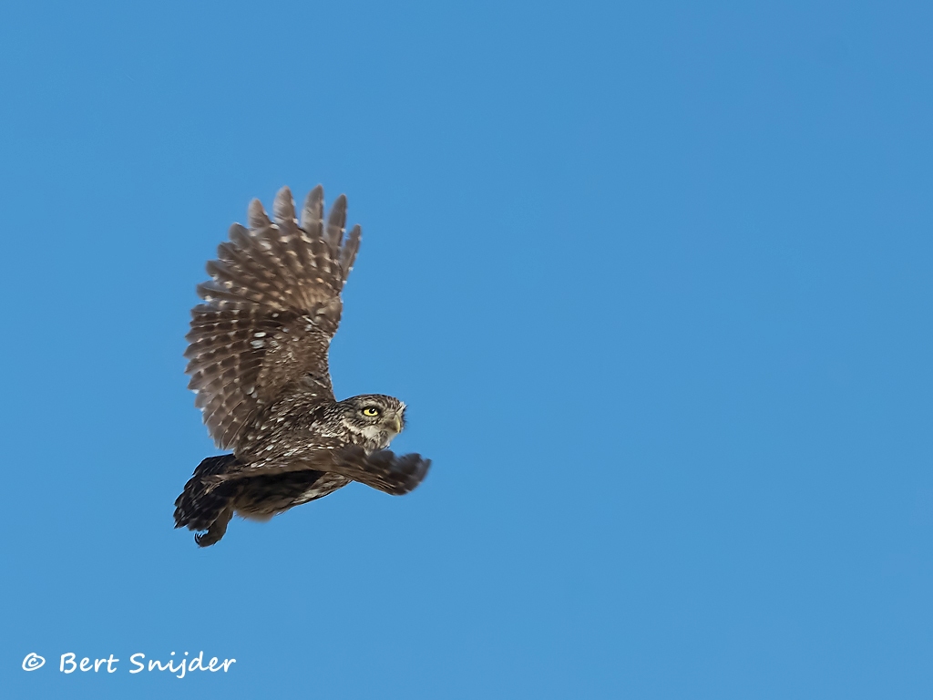 Steenuil Vogelreis Portugal