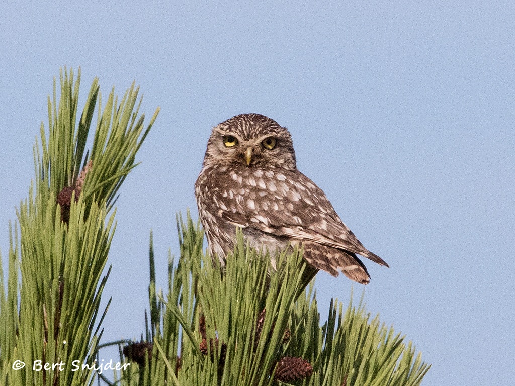 Steenuil Vogelreis Portugal