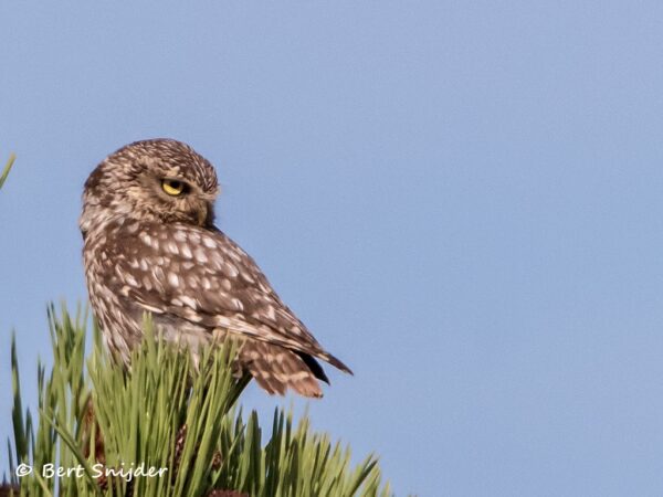 Steenuil Vogelreis Portugal