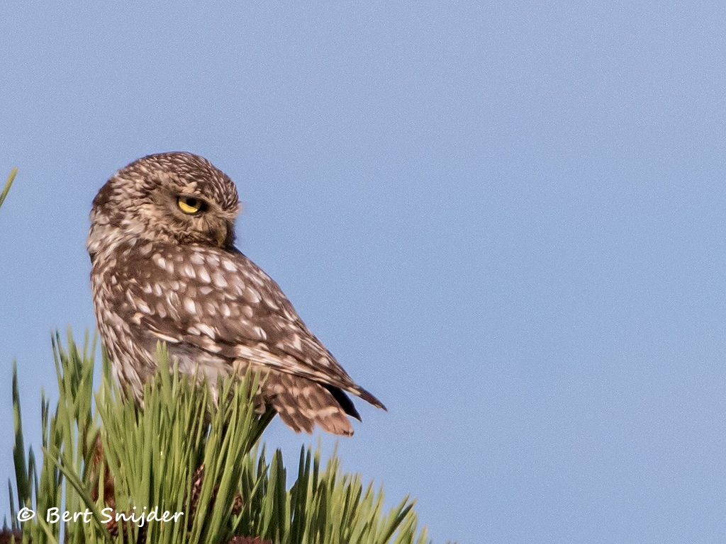 Steenuil Vogelreis Portugal