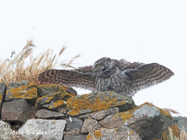 Steenuil Vogelvakantie Portugal