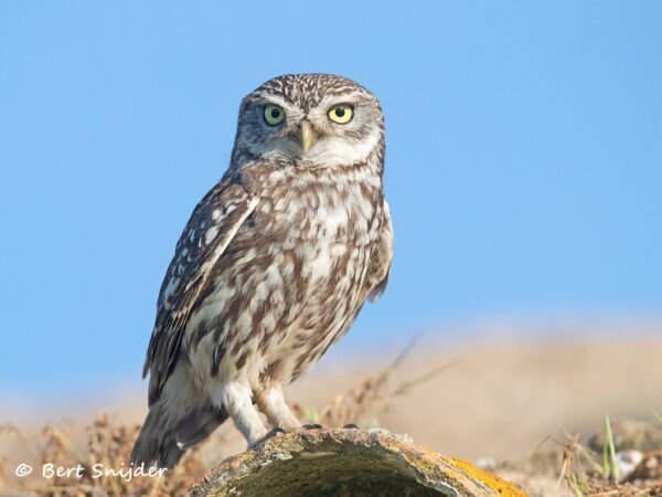 Steenuil Vogelreis Portugal